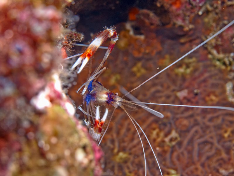 Shrimp, Batee Tokong